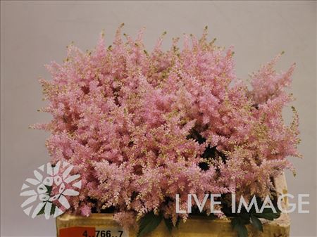 Astilbe Ja Europa