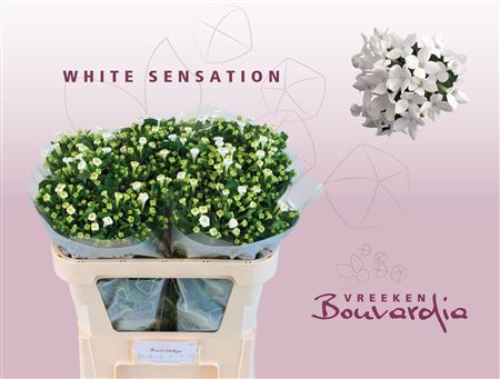 Bouvardia En Whi Sensation