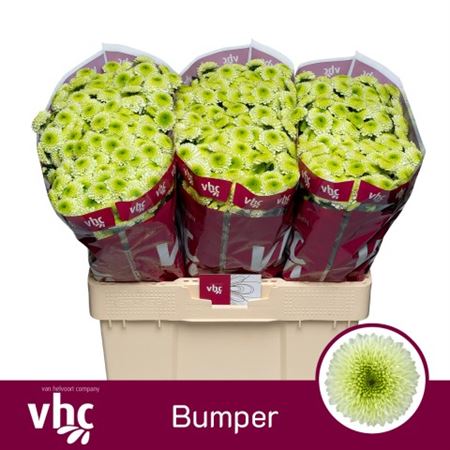 Chrys Sa Bumper