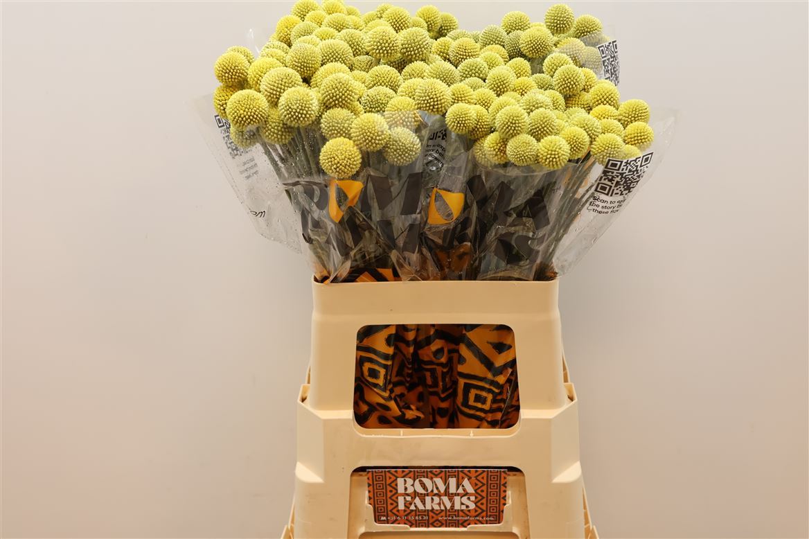 Craspedia Yellow