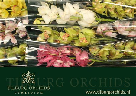Cymbidium Mix Tilburg