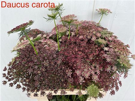 Daucus Carota Dara