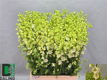 Delphinium La Qis White (consolida)