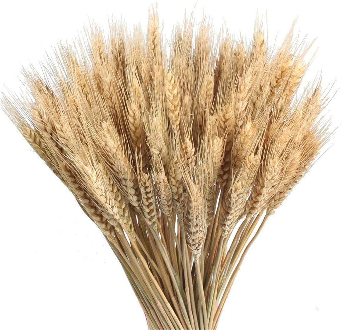 Dried Mazzo Grano - Natural