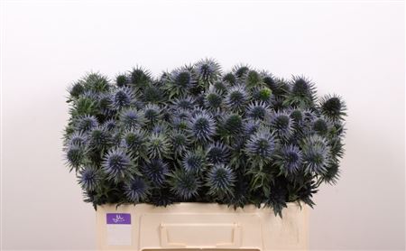 Eryngium Scorpius Questar