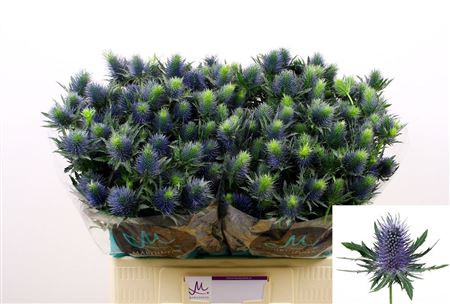 Eryngium Supernova