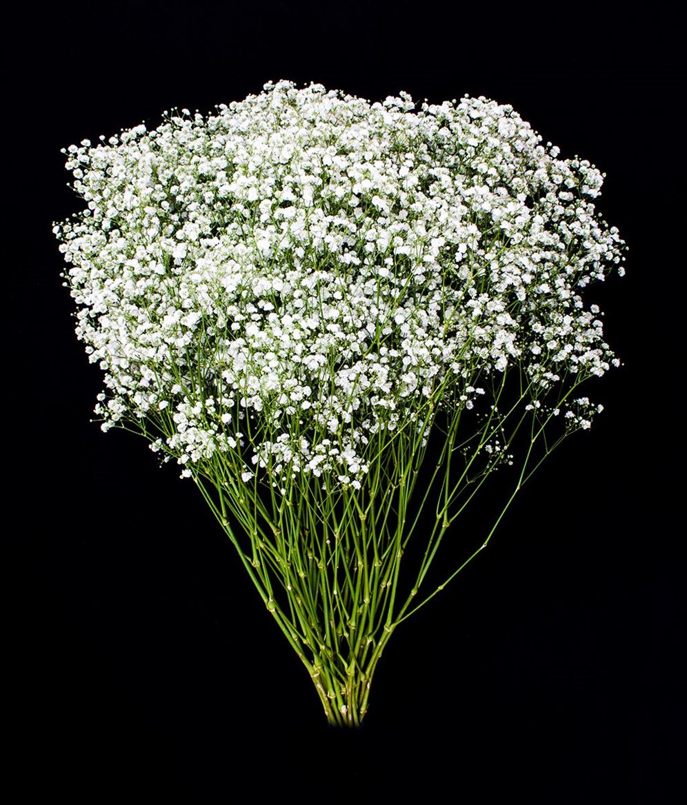 Gypsophila It 500g