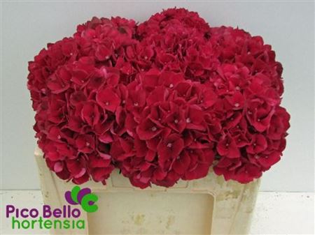 Hydrangea Mag Ruby Red