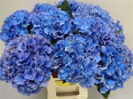 Hydrangea Royal Parade