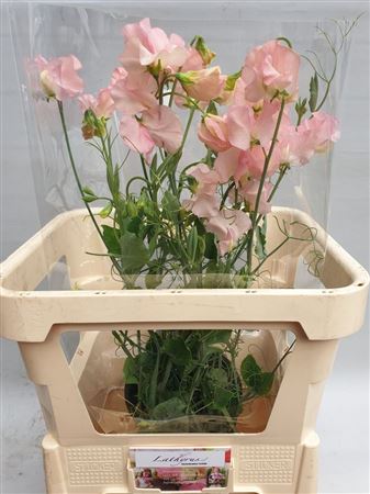 Lathyrus Rank Salmon