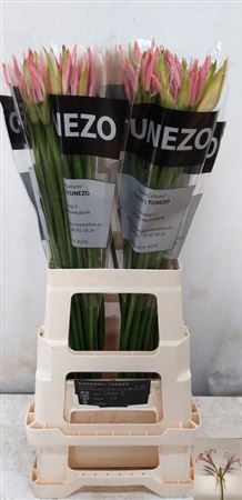Nerine Bowdenii Vesta K