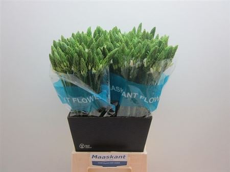 Ornithogalum Thyr Mount Fuji