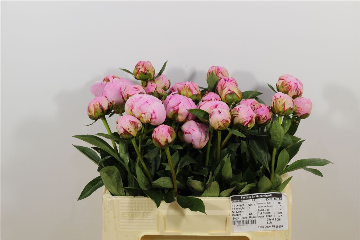 Paeonia Sarah Bernhardt