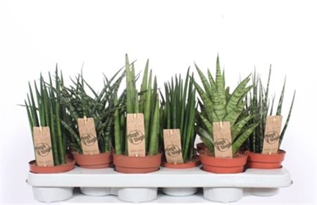 Pianta Sansevieria Cyl. Overig