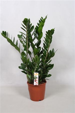 Pianta Zamioculcas Zamiifolia