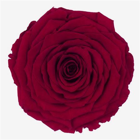 Preserved Rosa Xxl Red 02