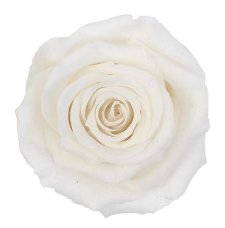 Preserved Rosa Xxl Whi 01