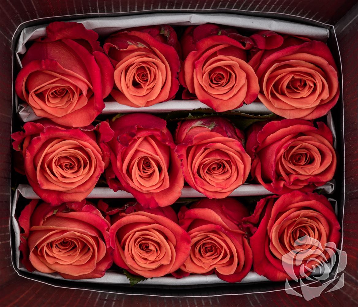 Rosa Ec Orange Crush Bellarosa