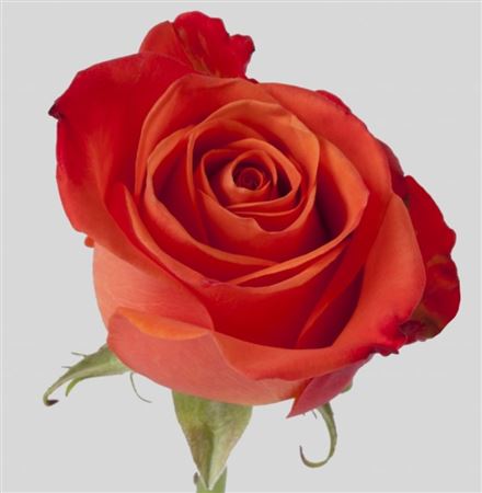 Rosa Ec Orange Crush Bellarosa