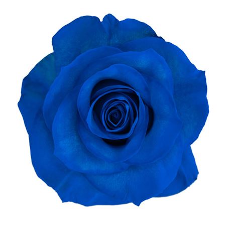 Rosa Ec Paint Blue