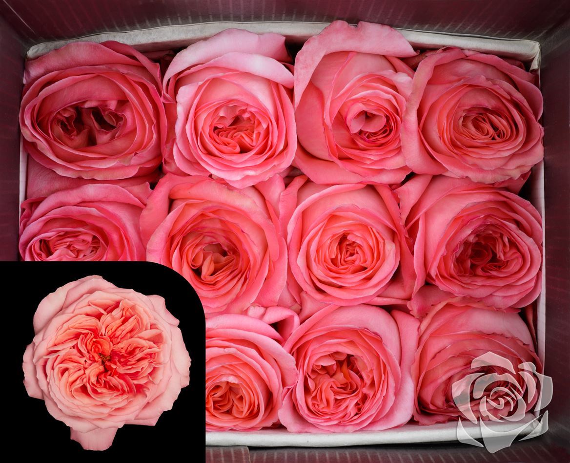 Rosa Garden Pink X-pression Royal