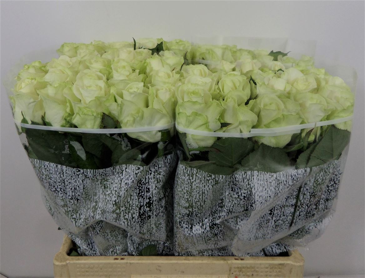 Rosa Large Avalanche+ Bernhard Opt