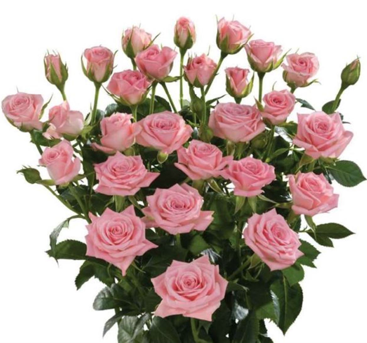 Rosa Spray Odilia Megaspin