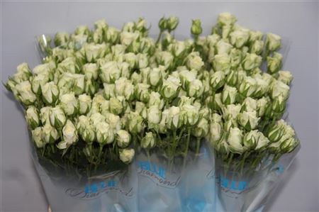 Rosa Spray Snowflake