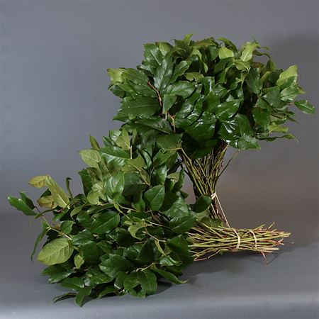 Verde Salal Tip Orca