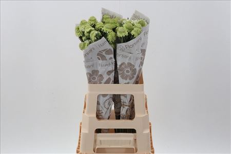 Scabiosa White