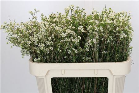 Wax Flower Ofir