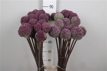 Allium Summer Drumme