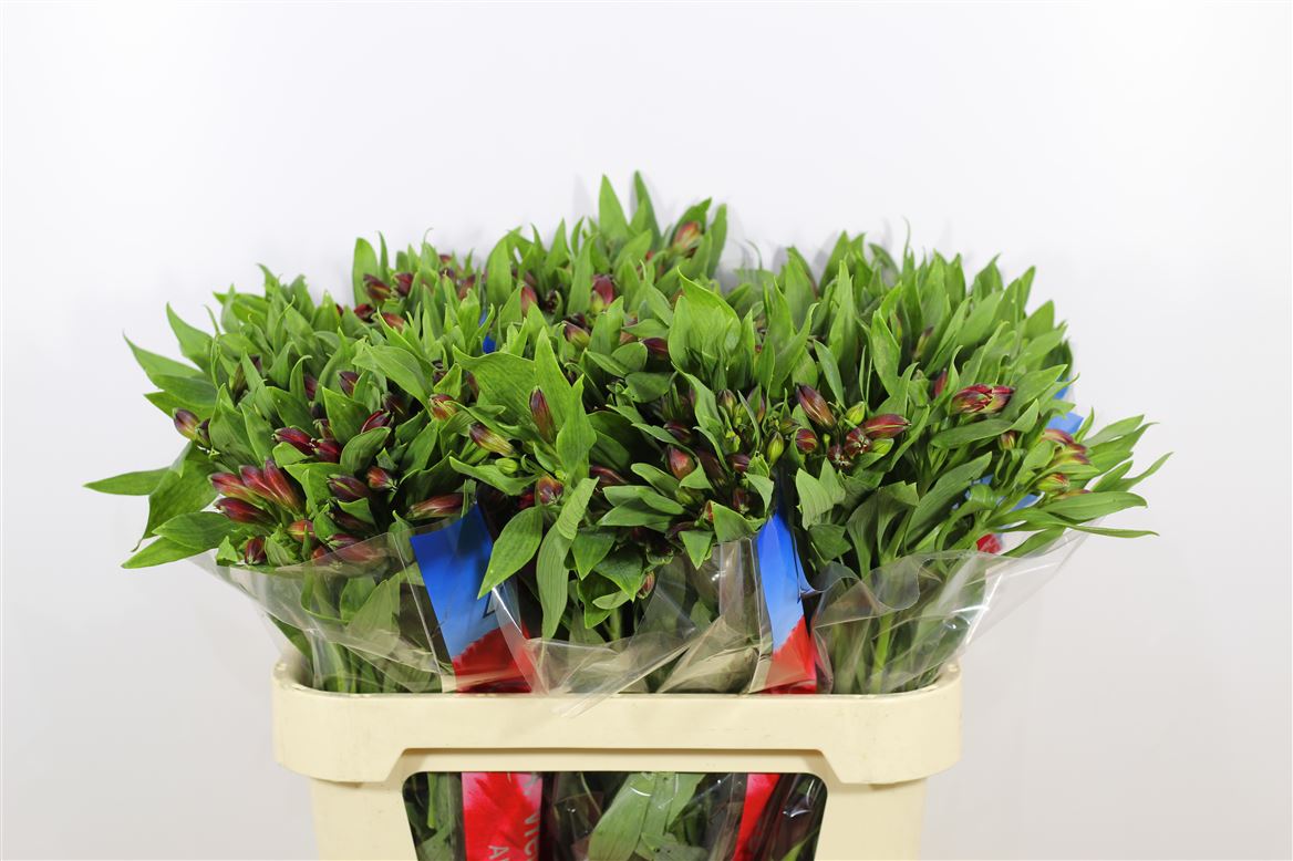 Alstroemeria Nadya