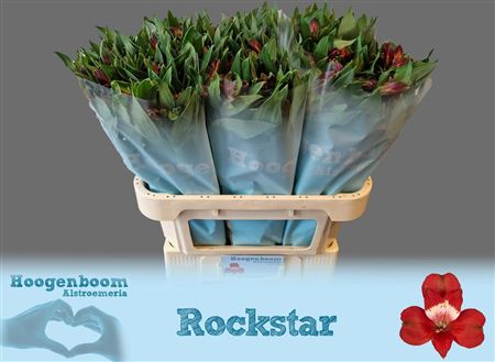 Alstroemeria Rockstar