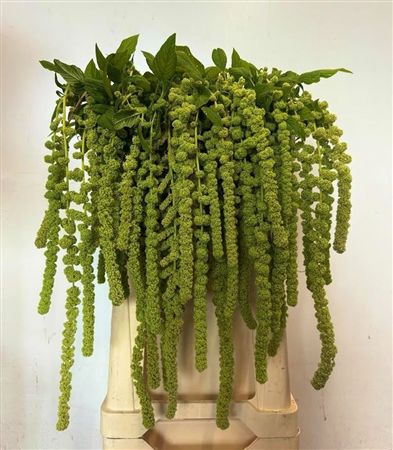 Amaranthus Caudatus Cycloop