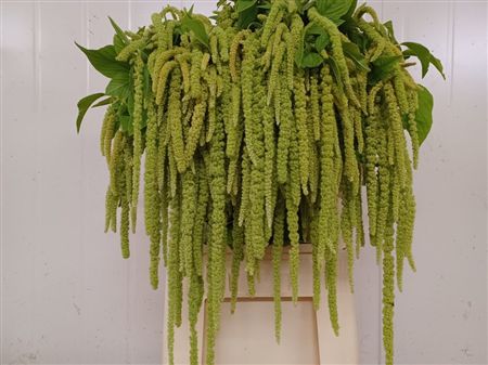 Amaranthus Green Pearls