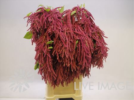 Amaranthus Love Lies Bleeding