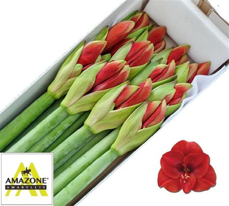 Amaryllis Ferrari