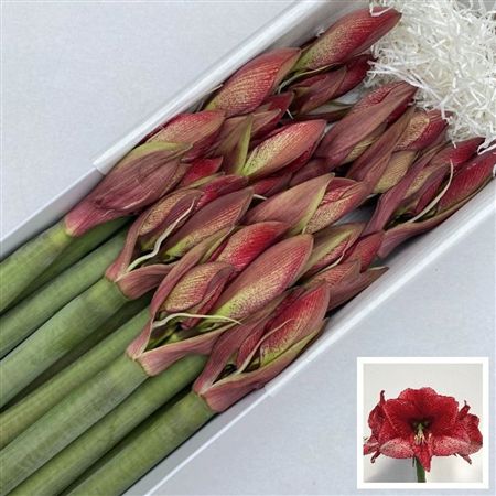Amaryllis Maestro