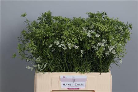 Ammi Majus White