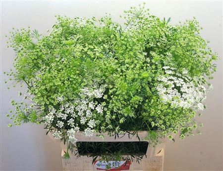 Ammi Majus White