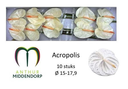 Anthurium Acropolis