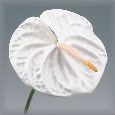 Anthurium Acropolis