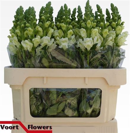 Antirrhinum Potomac Ivory White