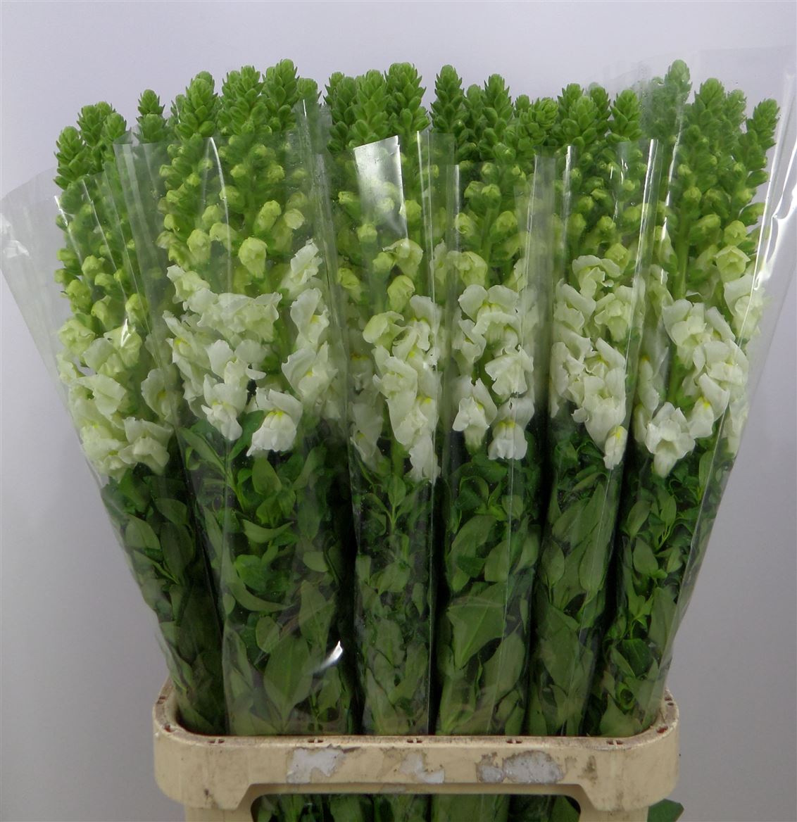 Antirrhinum Potomac Ivory White