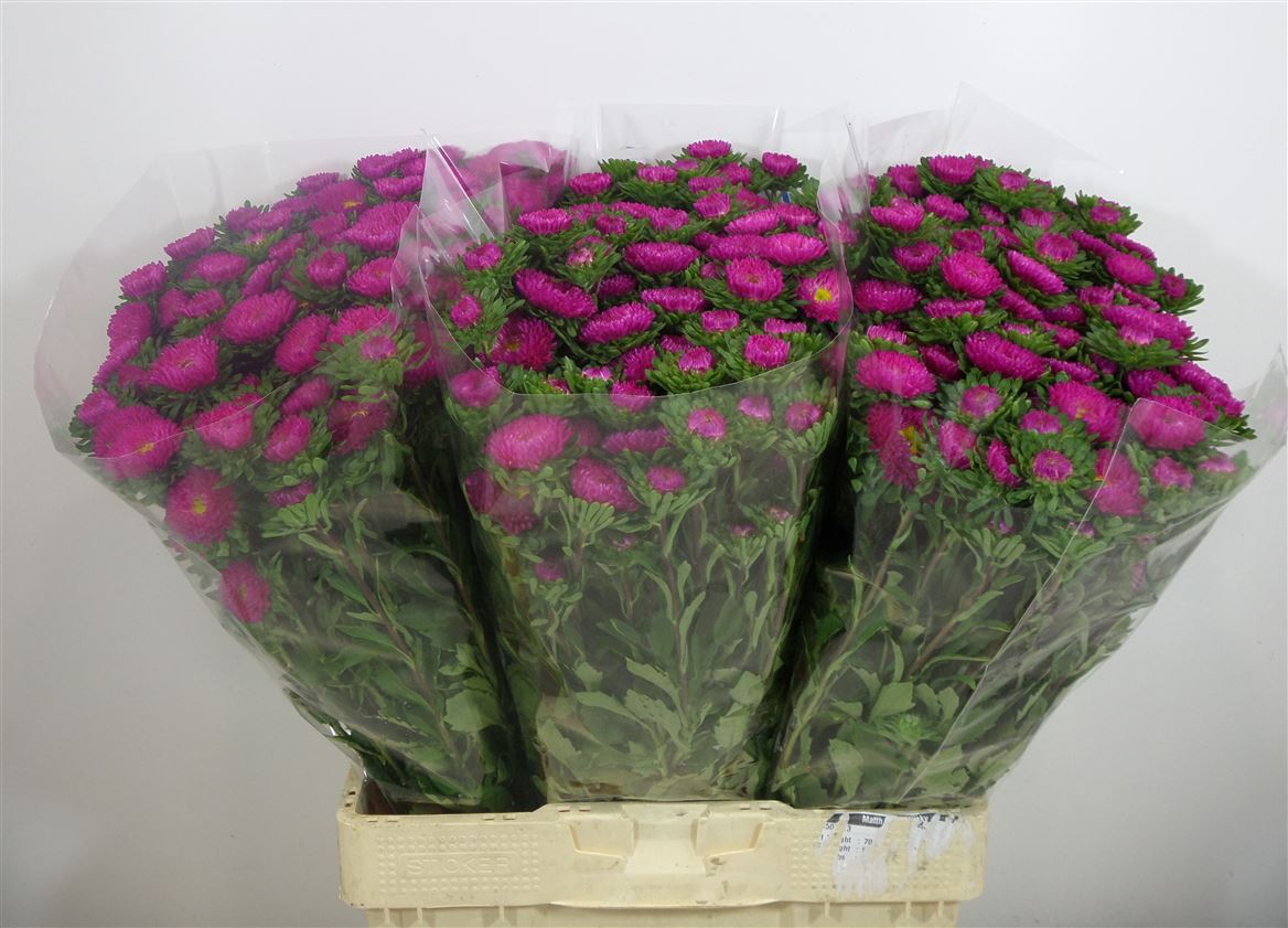 Aster Matsumoto Cerise