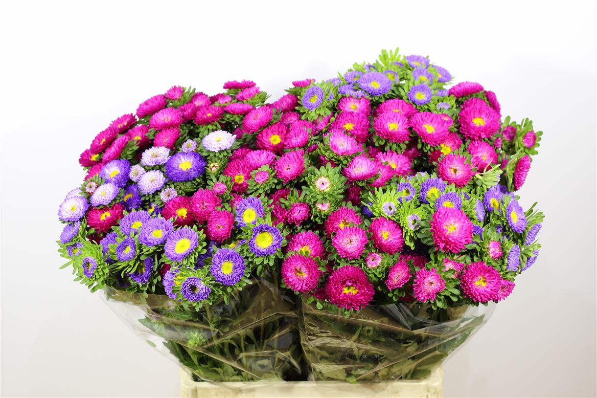Aster Matsumoto Mix In Bunch