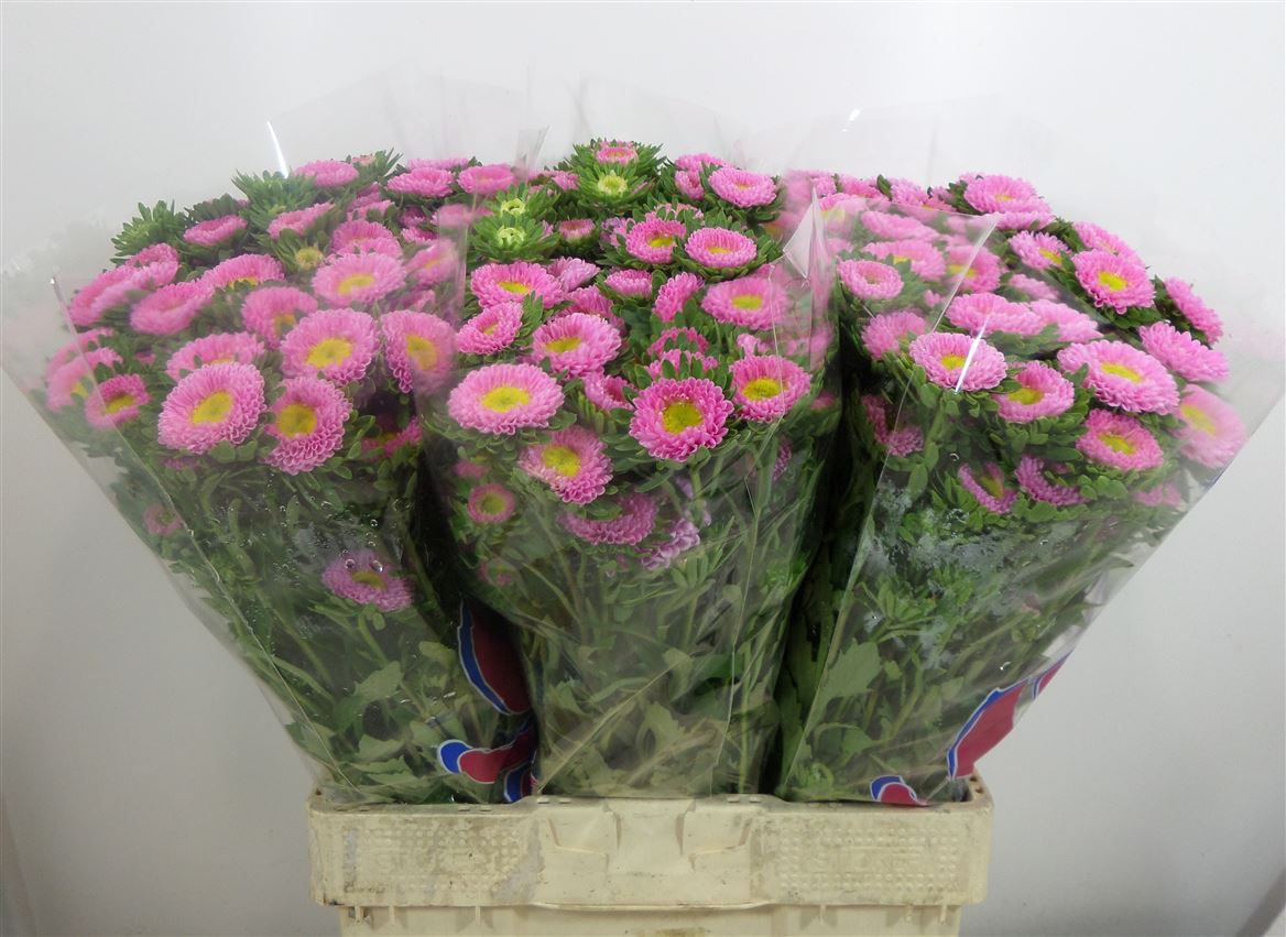 Aster Matsumoto Pink