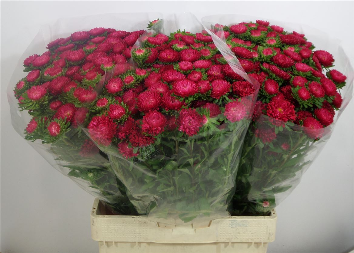 Aster Matsumoto Red
