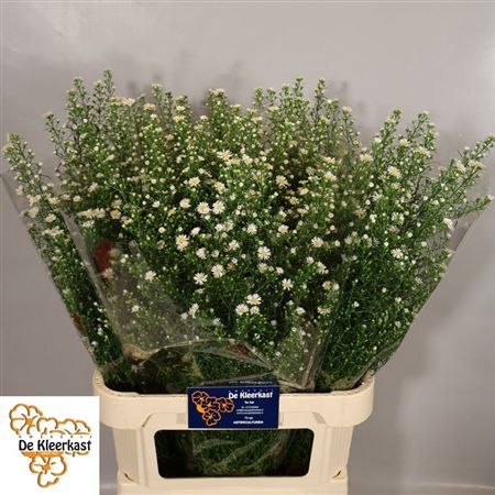 Aster Monte Casino